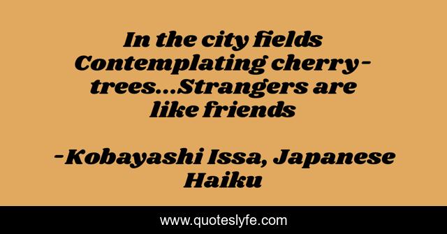 In the city fields Contemplating cherry-trees...Strangers are like friends