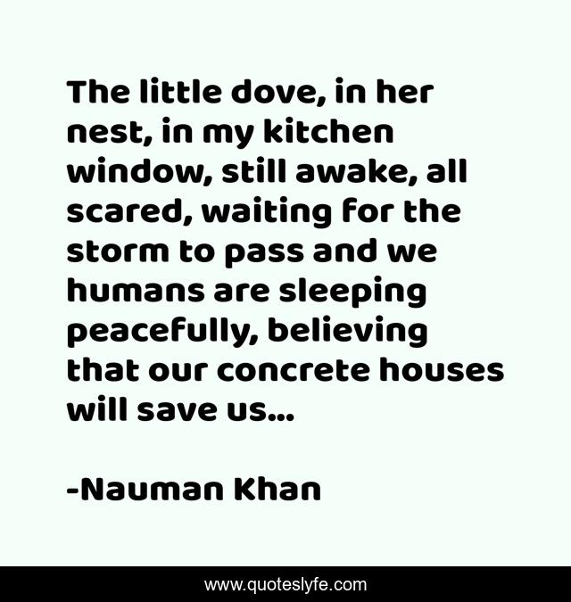 The little dove, in her nest, in my kitchen window, still awake, all scared, waiting for the storm to pass and we humans are sleeping peacefully, believing that our concrete houses will save us...