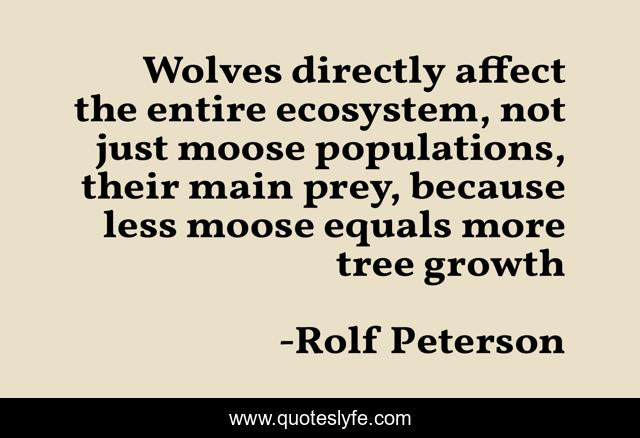 Wolves directly affect the entire ecosystem, not just moose populations, their main prey, because less moose equals more tree growth