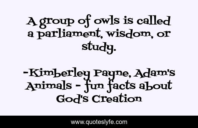 A group of owls is called a parliament, wisdom, or study.