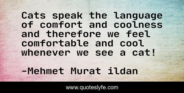 Cats speak the language of comfort and coolness and therefore we feel comfortable and cool whenever we see a cat!
