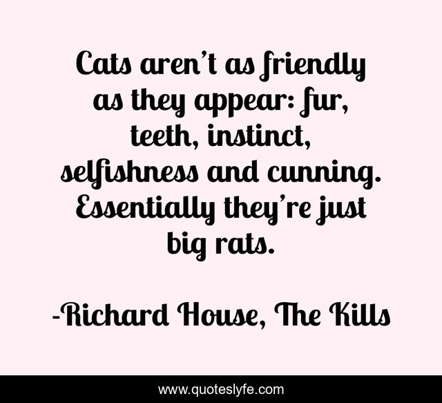Cats aren’t as friendly as they appear: fur, teeth, instinct, selfishness and cunning. Essentially they’re just big rats.