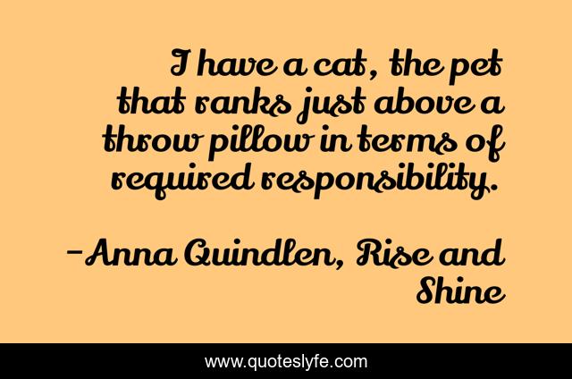 I have a cat, the pet that ranks just above a throw pillow in terms of required responsibility.
