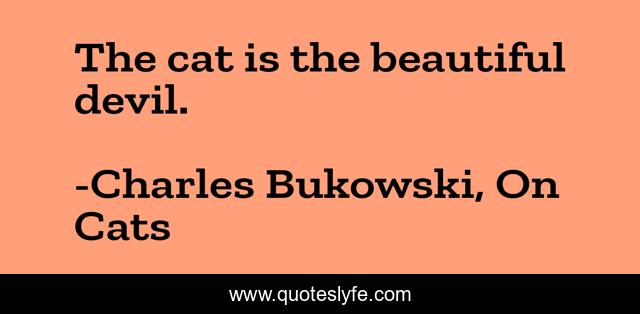 The cat is the beautiful devil.