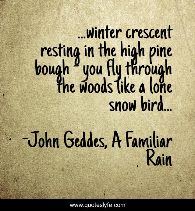 ...winter crescent resting in the high pine bough - you fly through the woods like a lone snow bird...