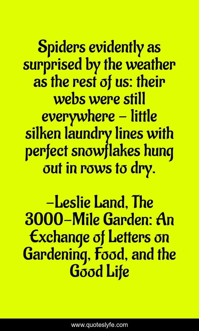 Spiders evidently as surprised by the weather as the rest of us: their webs were still everywhere - little silken laundry lines with perfect snowflakes hung out in rows to dry.