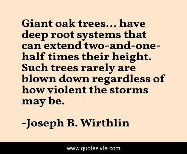 Giant oak trees... have deep root systems that can extend two-and-one-half times their height. Such trees rarely are blown down regardless of how violent the storms may be.