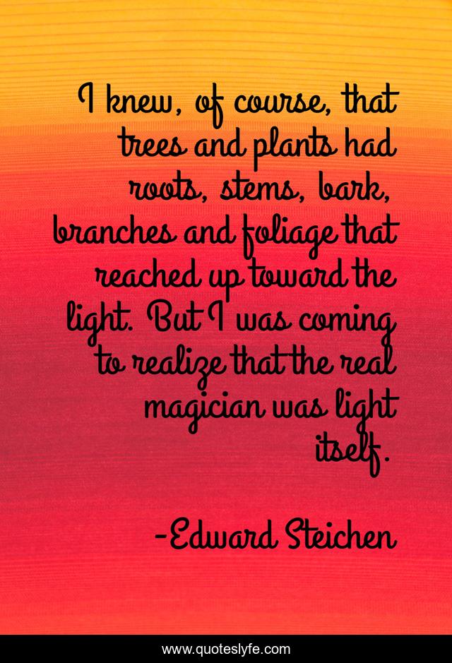 I knew, of course, that trees and plants had roots, stems, bark, branches and foliage that reached up toward the light. But I was coming to realize that the real magician was light itself.