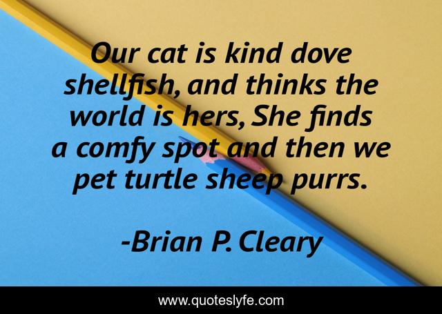 Our cat is kind dove shellfish, and thinks the world is hers, She finds a comfy spot and then we pet turtle sheep purrs.