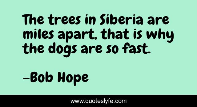 The trees in Siberia are miles apart, that is why the dogs are so fast.