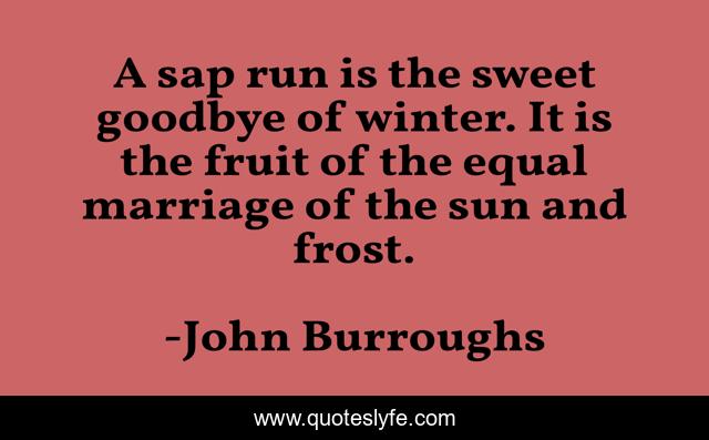 A sap run is the sweet goodbye of winter. It is the fruit of the equal marriage of the sun and frost.