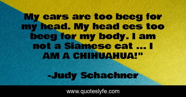 My ears are too beeg for my head. My head ees too beeg for my body. I am not a Siamese cat ... I AM A CHIHUAHUA!