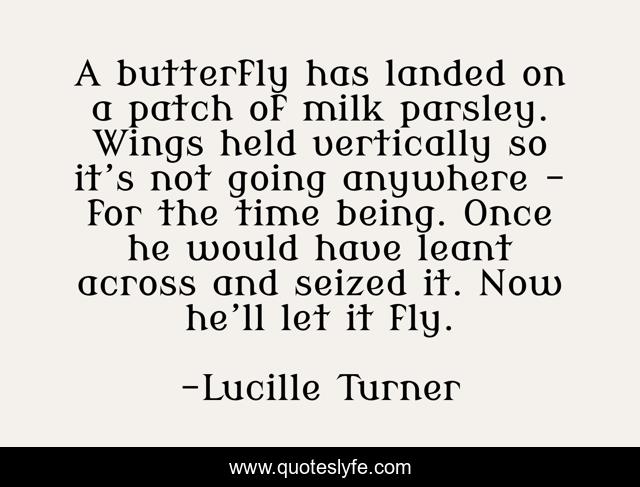 A butterfly has landed on a patch of milk parsley. Wings held vertically so it’s not going anywhere - for the time being. Once he would have leant across and seized it. Now he’ll let it fly.