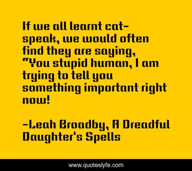 If we all learnt cat-speak, we would often find they are saying, “You stupid human, I am trying to tell you something important right now!