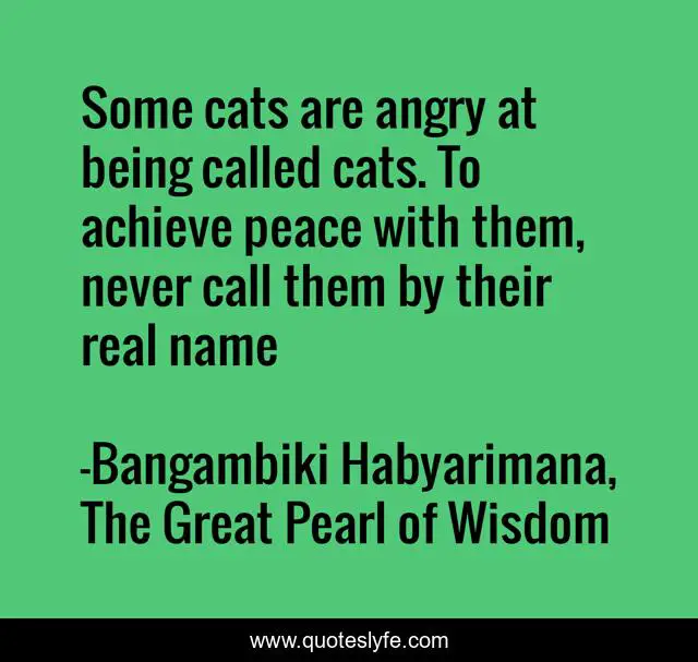 Some cats are angry at being called cats. To achieve peace with them, never call them by their real name
