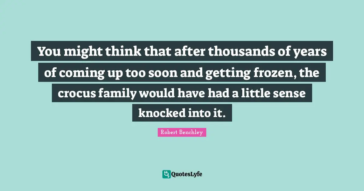 You might think that after thousands of years of coming up too soon and getting frozen, the crocus family would have had a little sense knocked into it.