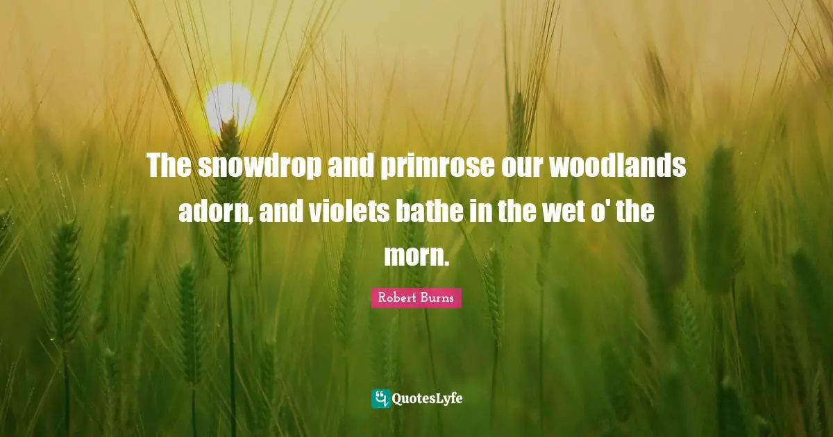 Robert Burns Quotes: "The snowdrop and primrose our woodlands adorn, and violets bathe in the wet o' the morn."
