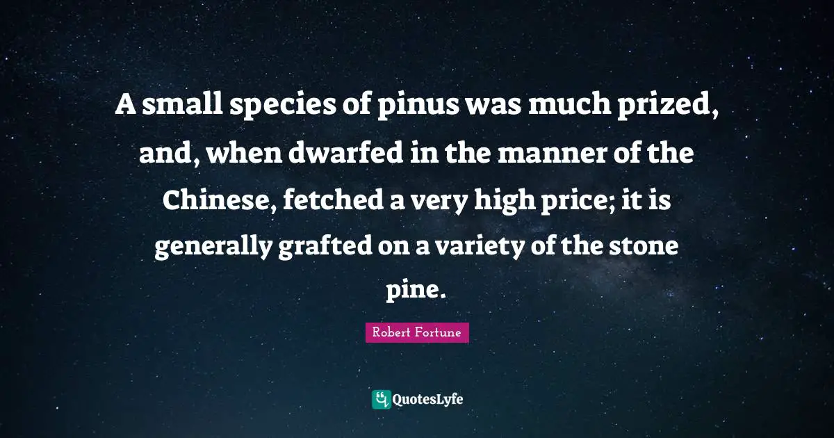 A small species of pinus was much prized, and, when dwarfed in the manner of the Chinese, fetched a very high price; it is generally grafted on a variety of the stone pine.