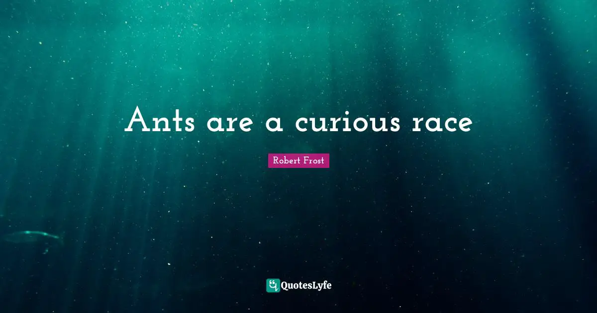 Ants are a curious race