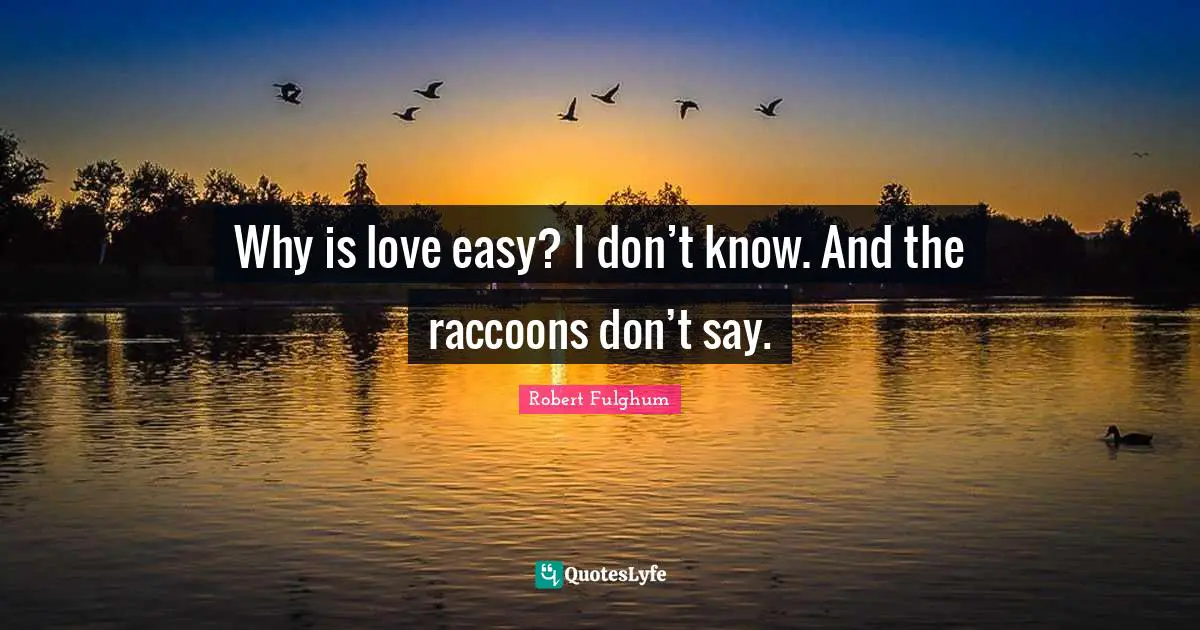 Robert Fulghum Quotes: "Why is love easy? I don’t know. And the raccoons don’t say."