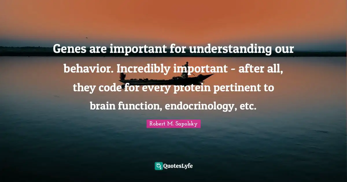 Robert M. Sapolsky Quotes: "Genes are important for understanding our behavior. Incredibly important - after all, they code for every protein pertinent to brain function, endocrinology, etc."