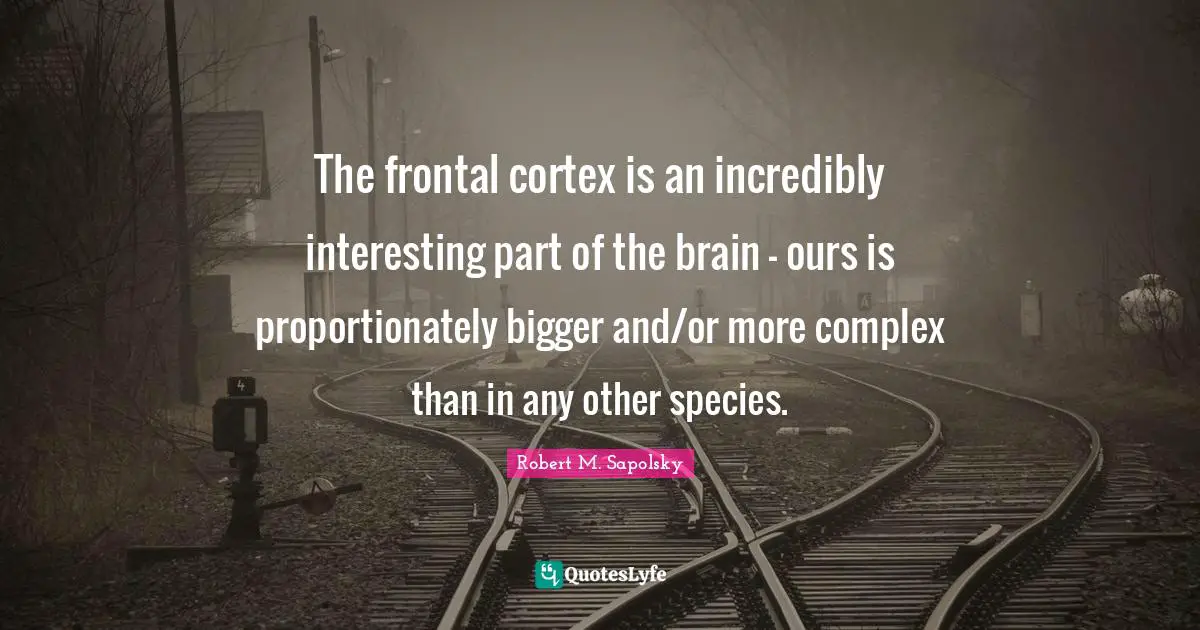 The frontal cortex is an incredibly interesting part of the brain - ours is proportionately bigger and/or more complex than in any other species.