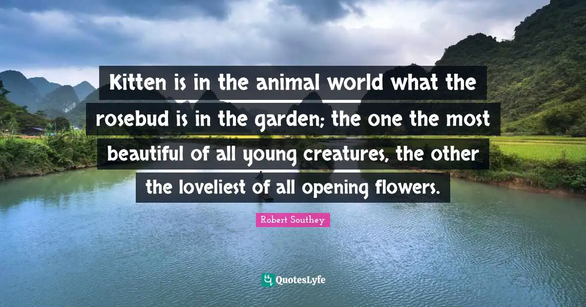 Robert Southey Quotes: "Kitten is in the animal world what the rosebud is in the garden; the one the most beautiful of all young creatures, the other the loveliest of all opening flowers."