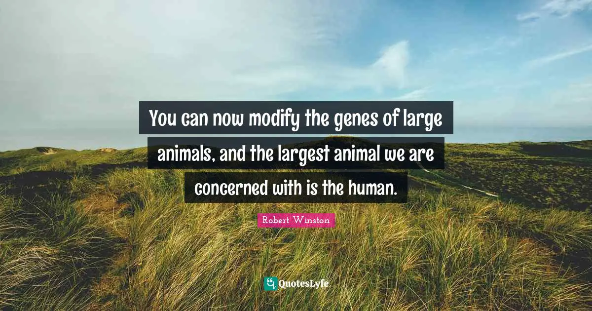 Robert Winston Quotes: "You can now modify the genes of large animals, and the largest animal we are concerned with is the human."
