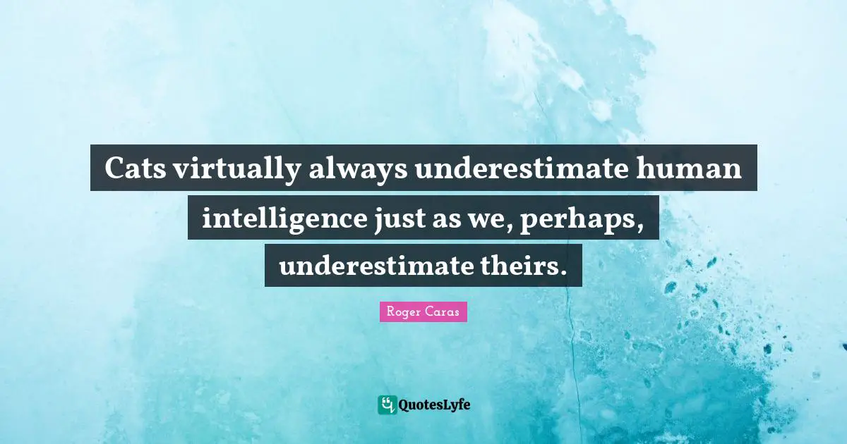 Cats virtually always underestimate human intelligence just as we, perhaps, underestimate theirs.
