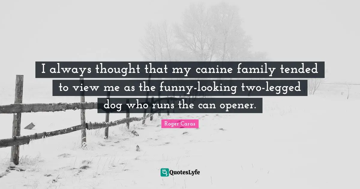I always thought that my canine family tended to view me as the funny-looking two-legged dog who runs the can opener.