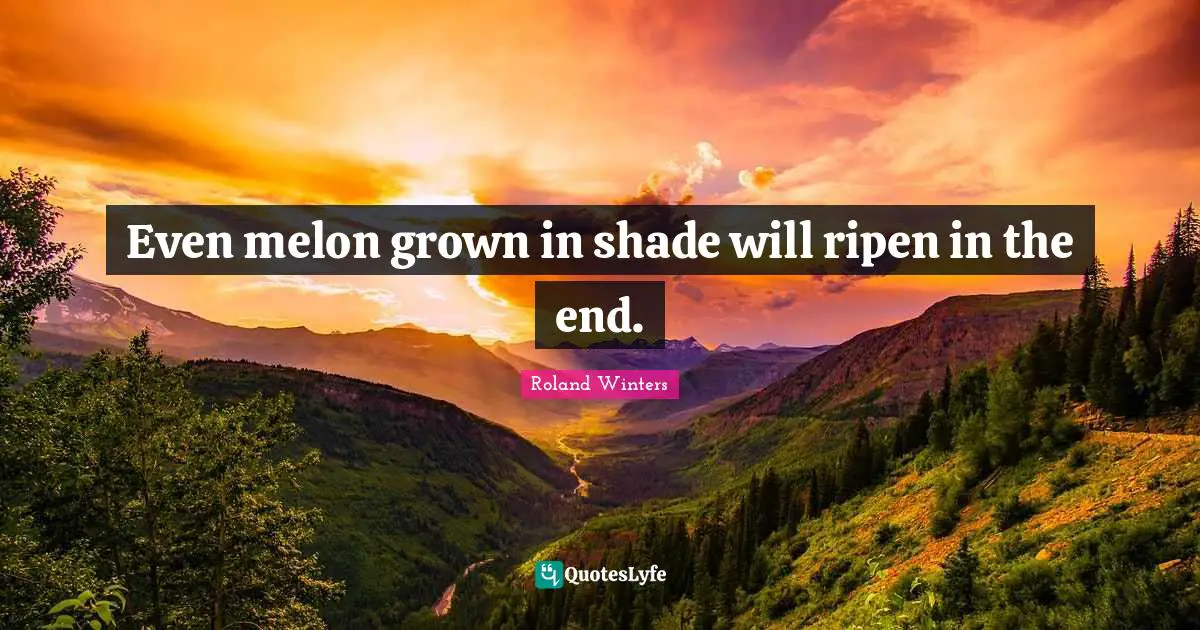 Even melon grown in shade will ripen in the end.