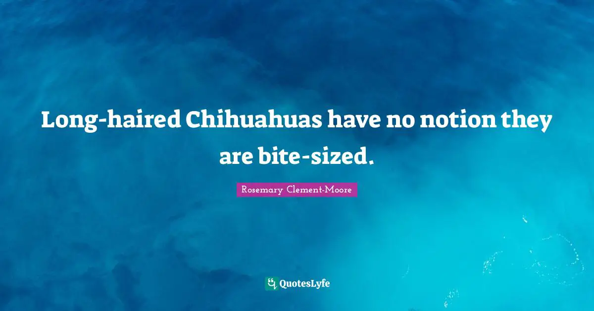 Long-haired Chihuahuas have no notion they are bite-sized.