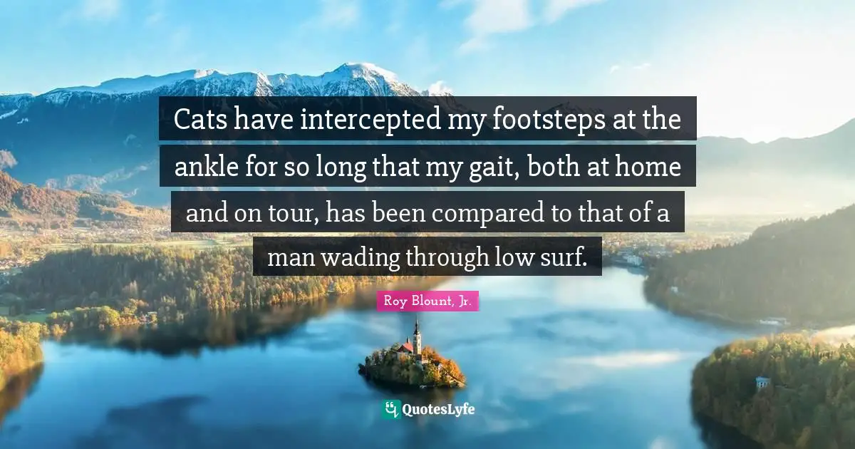 Cats have intercepted my footsteps at the ankle for so long that my gait, both at home and on tour, has been compared to that of a man wading through low surf.