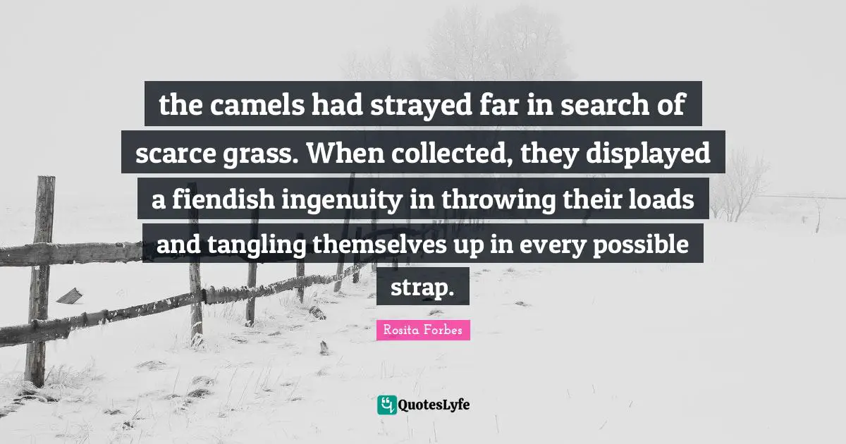 Rosita Forbes Quotes: "the camels had strayed far in search of scarce grass. When collected, they displayed a fiendish ingenuity in throwing their loads and tangling themselves up in every possible strap."