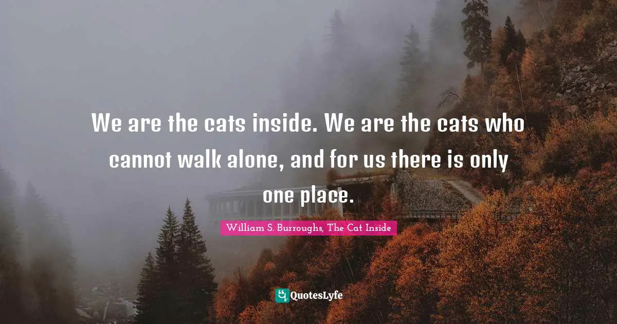 We are the cats inside. We are the cats who cannot walk alone, and for us there is only one place.