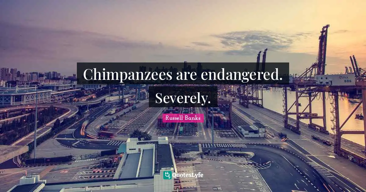 Chimpanzees are endangered. Severely.