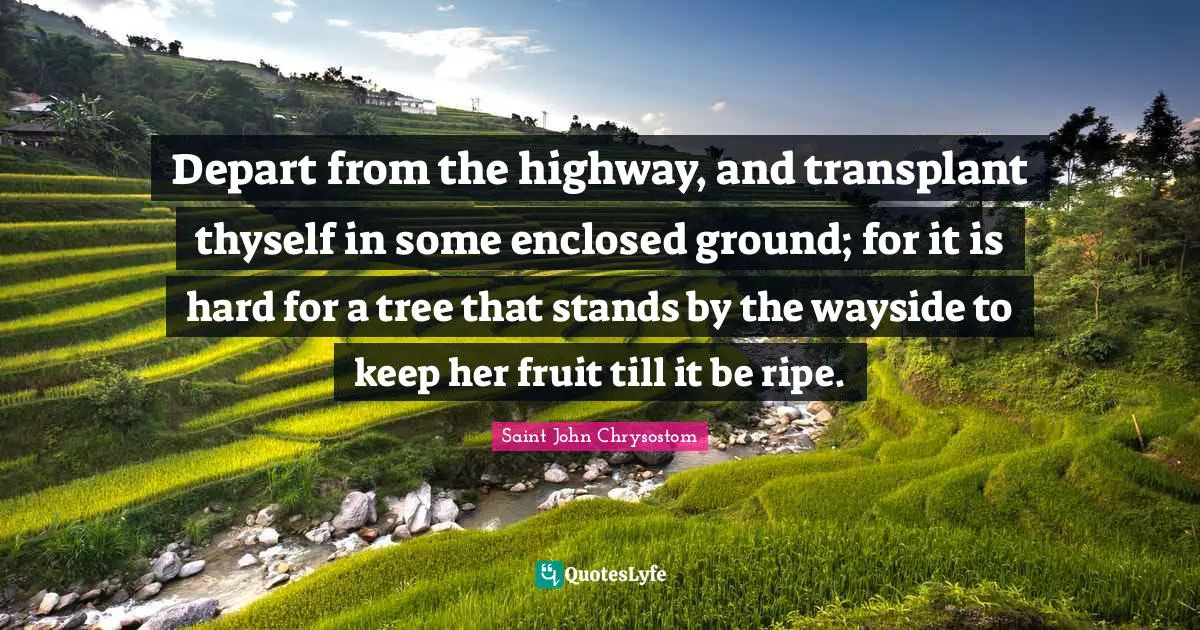 Ripe Quotes: "Depart from the highway, and transplant thyself in some enclosed ground; for it is hard for a tree that stands by the wayside to keep her fruit till it be ripe."