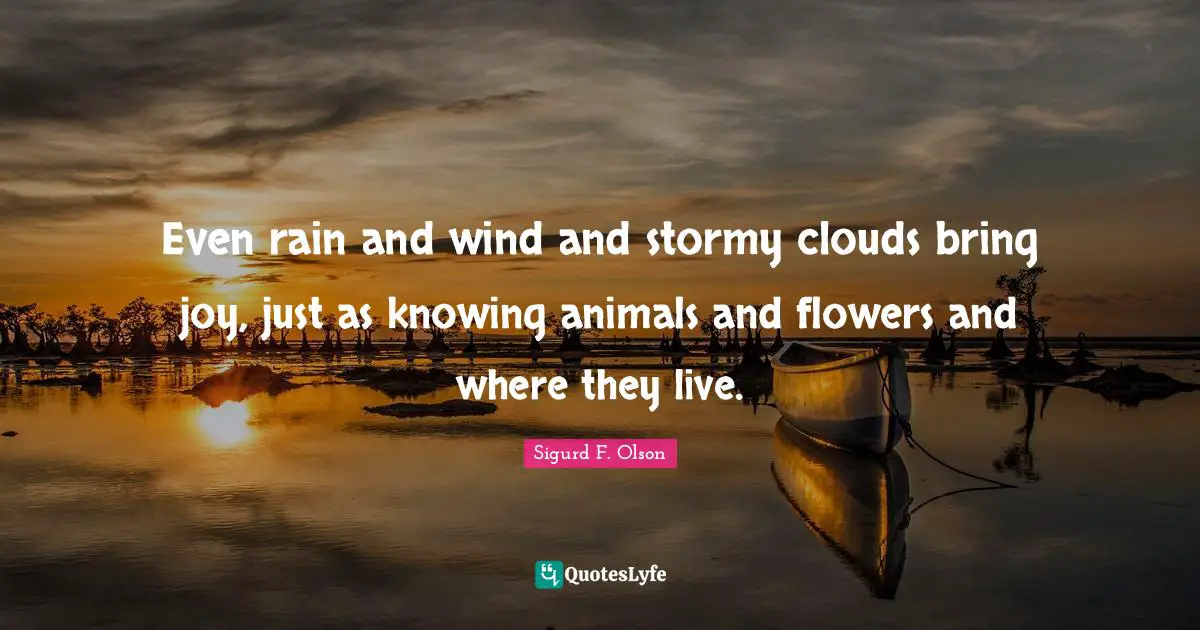 Sigurd F. Olson Quotes: Even rain and wind and stormy clouds bring joy, just as knowing animals and flowers and where they live.