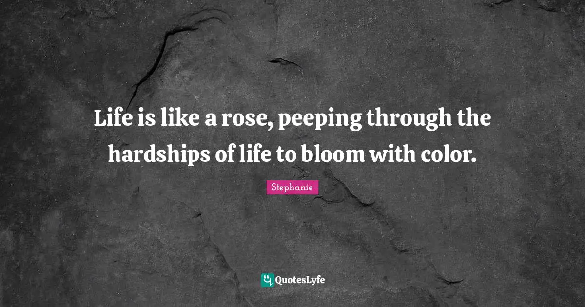 Life is like a rose, peeping through the hardships of life to bloom with color.