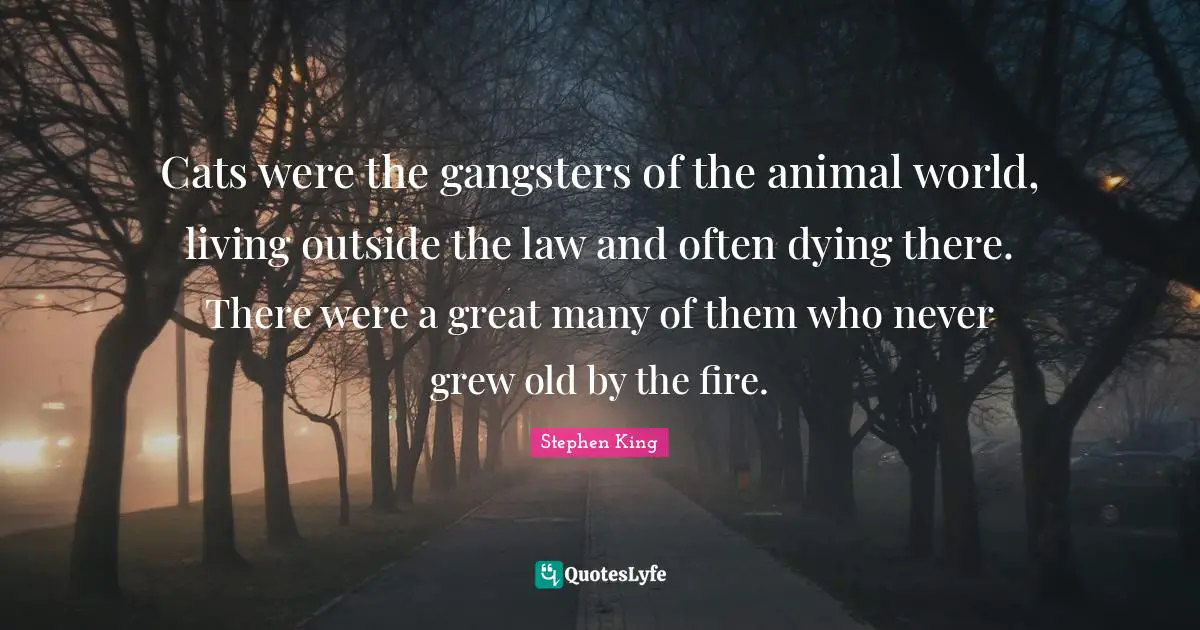 Cats were the gangsters of the animal world, living outside the law and often dying there. There were a great many of them who never grew old by the fire.