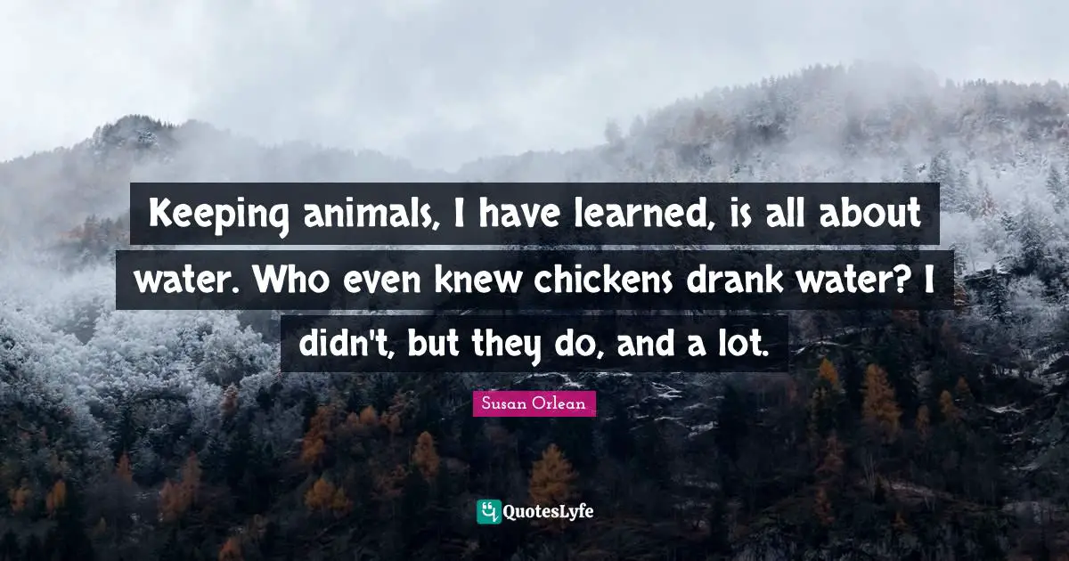 Keeping animals, I have learned, is all about water. Who even knew chickens drank water? I didn't, but they do, and a lot.