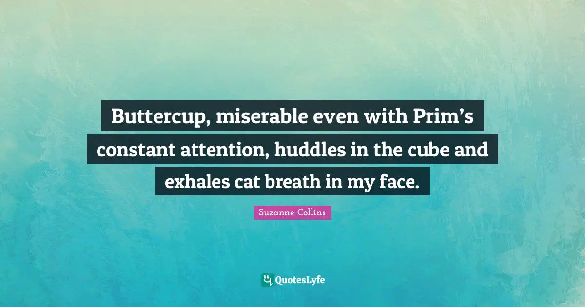 Buttercup, miserable even with Prim’s constant attention, huddles in the cube and exhales cat breath in my face.