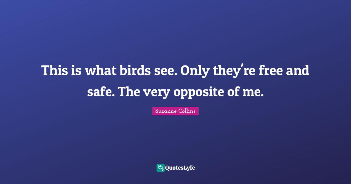 This is what birds see. Only they're free and safe. The very opposite of me.