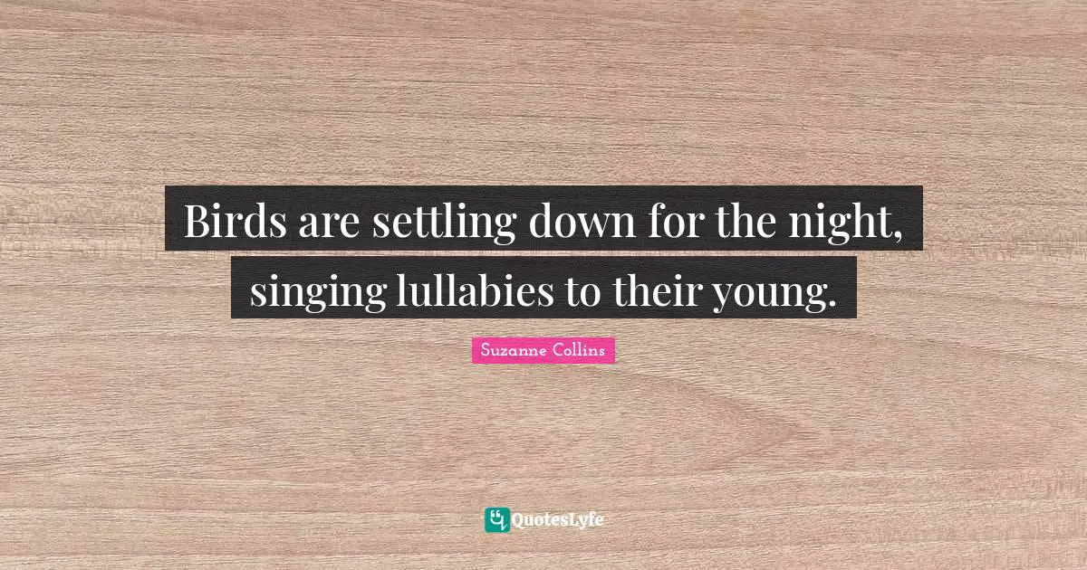 Birds are settling down for the night, singing lullabies to their young.