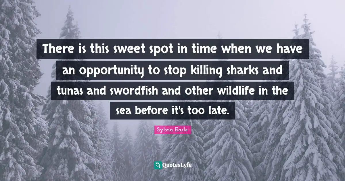 There is this sweet spot in time when we have an opportunity to stop killing sharks and tunas and swordfish and other wildlife in the sea before it's too late.