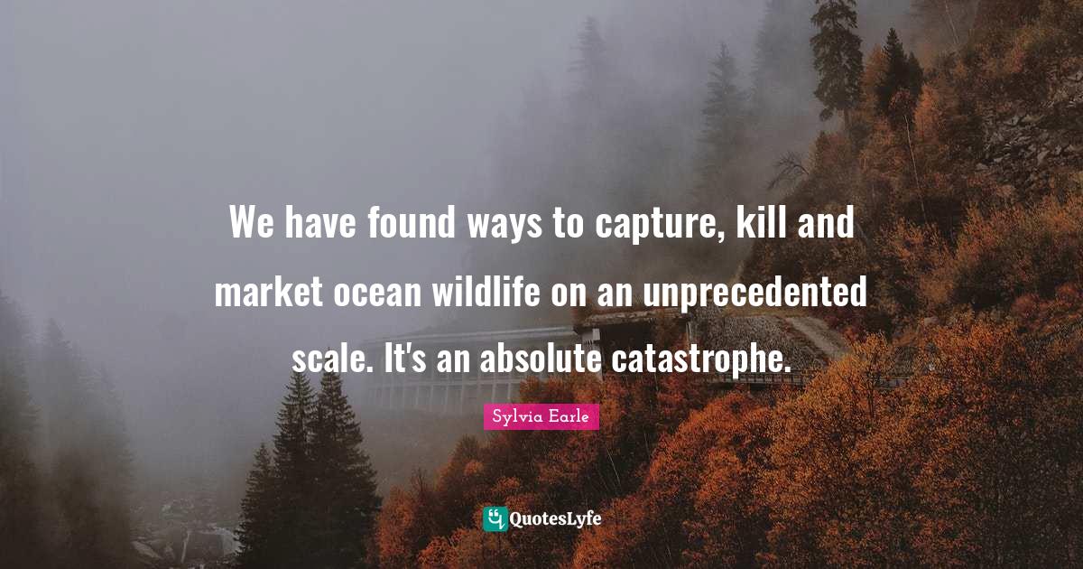 We have found ways to capture, kill and market ocean wildlife on an un