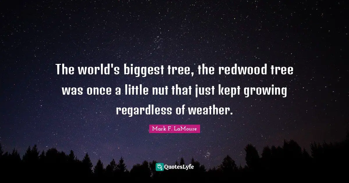 The world's biggest tree, the redwood tree was once a little nut that just kept growing regardless of weather.