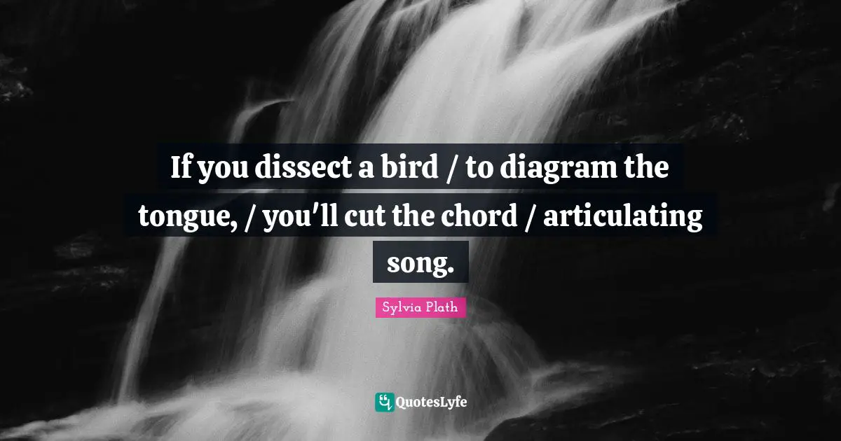 If you dissect a bird / to diagram the tongue, / you'll cut the chord / articulating song.