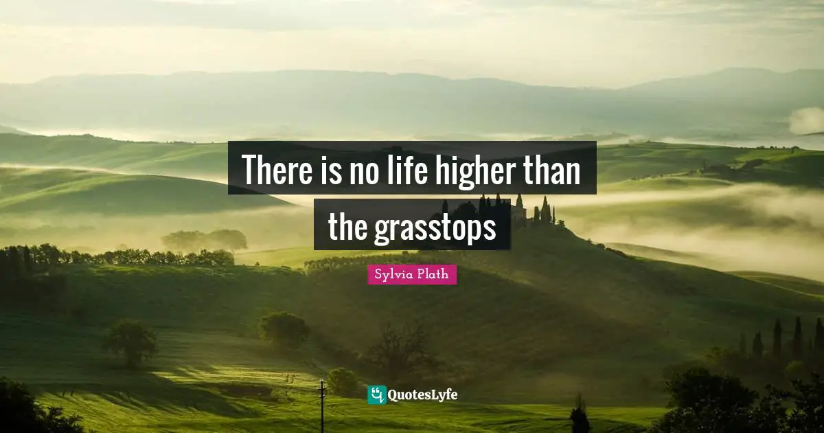 There is no life higher than the grasstops