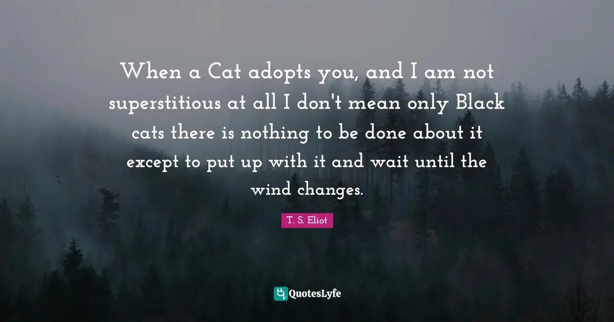 When a Cat adopts you, and I am not superstitious at all I don't mean only Black cats there is nothing to be done about it except to put up with it and wait until the wind changes.